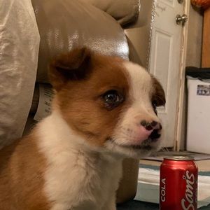 Meet your Posher, Walter